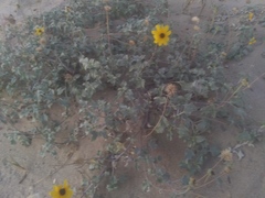 Helianthus niveus