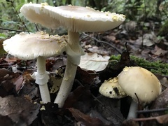 Amanita franchetii