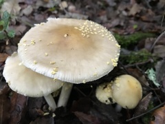Amanita franchetii