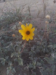 Helianthus niveus