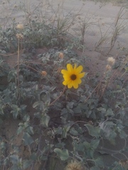 Helianthus niveus