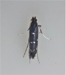 Corythoxestis zorionella