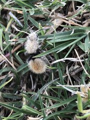 Dasymutilla eminentia