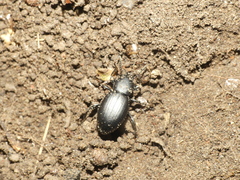 Nycterinus