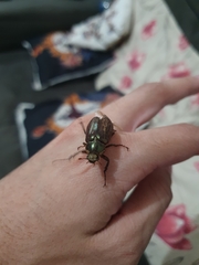 Scarabaeidae