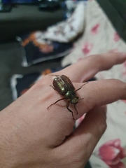 Scarabaeidae