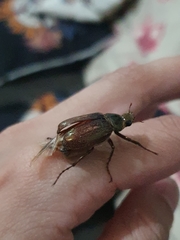 Scarabaeidae