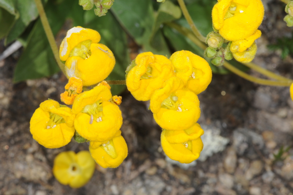 Calceolaria volckmannii (Calceolaria volckmannii)