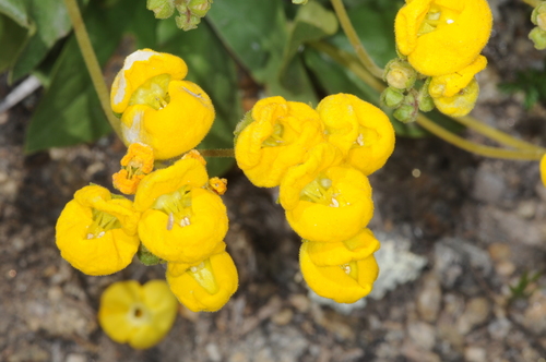 Calceolaria volckmannii (Calceolaria volckmannii)