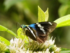 Astraptes fulgerator