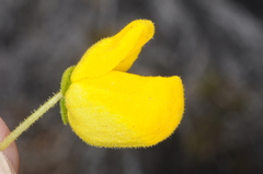 Calceolaria volckmannii