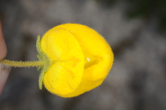 Calceolaria volckmannii