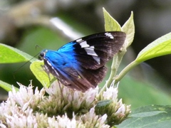 Astraptes fulgerator