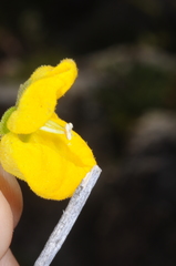 Calceolaria volckmannii