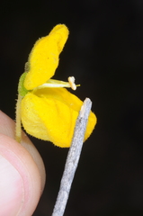 Calceolaria volckmannii