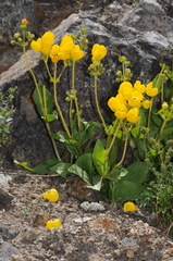 Calceolaria volckmannii