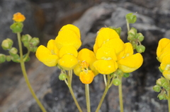 Calceolaria volckmannii