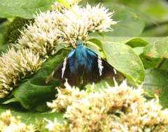 Astraptes fulgerator