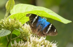 Astraptes fulgerator