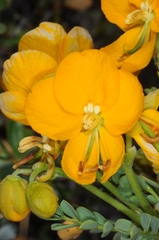 Senna arnottiana