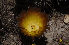 Austrocactus coxii