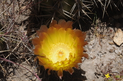 Austrocactus coxii