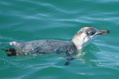 Eudyptula minor albosignata