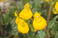 Calceolaria germainii
