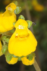 Calceolaria germainii