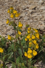 Calceolaria germainii