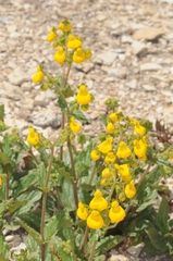 Calceolaria germainii