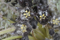 Jaborosa leucotricha