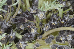 Jaborosa leucotricha
