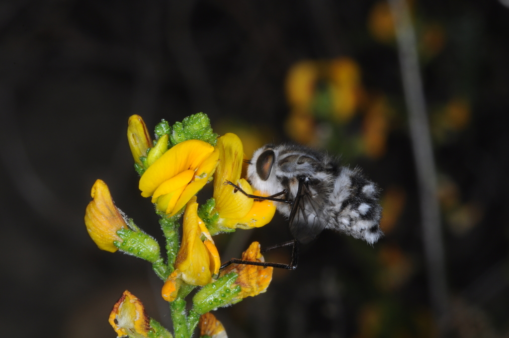 Trichophthalma tigrina