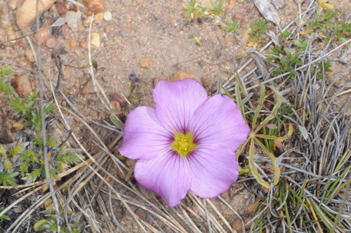 Oxalis laciniata, photograph 2