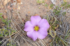 Oxalis laciniata