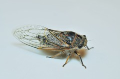 Tettigades ulnaria