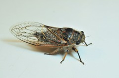 Tettigades ulnaria