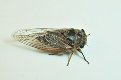 Tettigades ulnaria
