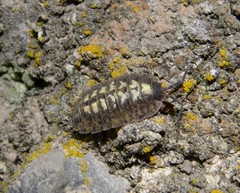 Porcellio spinipennis