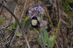 Centris cineraria