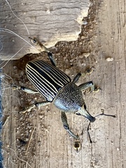 Cholus parallelogrammus