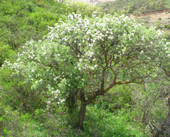 Pyrus salicifolia