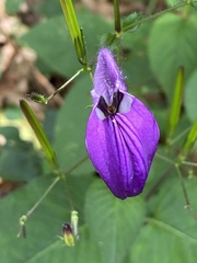 Brillantaisia lamium