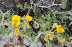 Centris cineraria