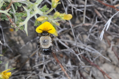 Centris cineraria