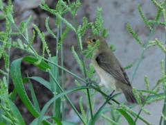 Sporophila nigricollis