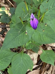 Brillantaisia lamium