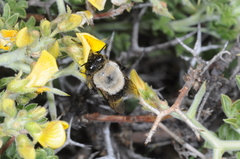 Centris cineraria