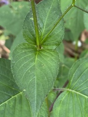Brillantaisia lamium